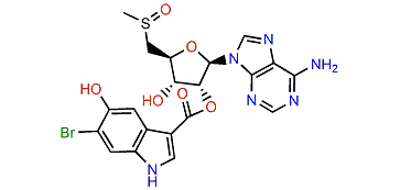 Momusine B